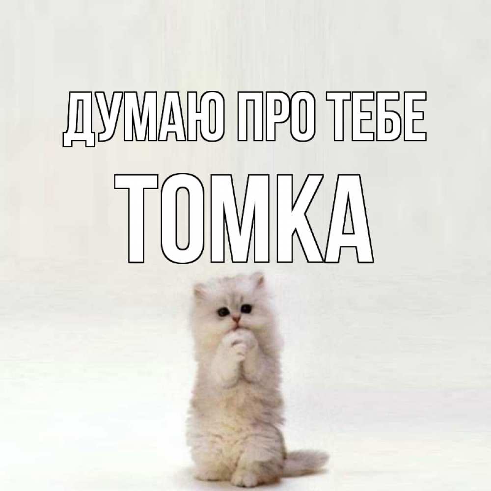 Открытка на каждый день з підписом, Томка Думаю про тебе кот стоит на задних лапах Прикольна листівка з побажанням онлайн скачати безкоштовно 