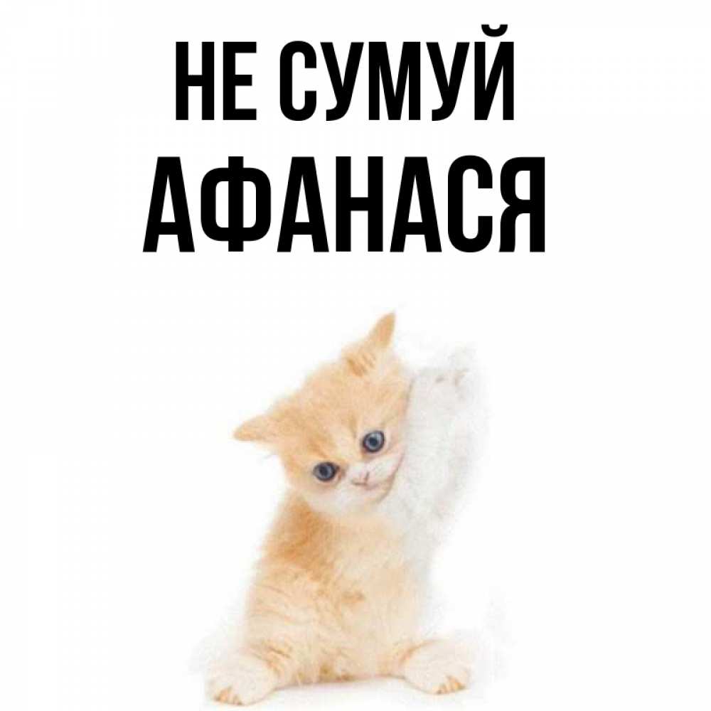 Открытка на каждый день з підписом, Афанася Не сумуй просящий кот Прикольна листівка з побажанням онлайн скачати безкоштовно 