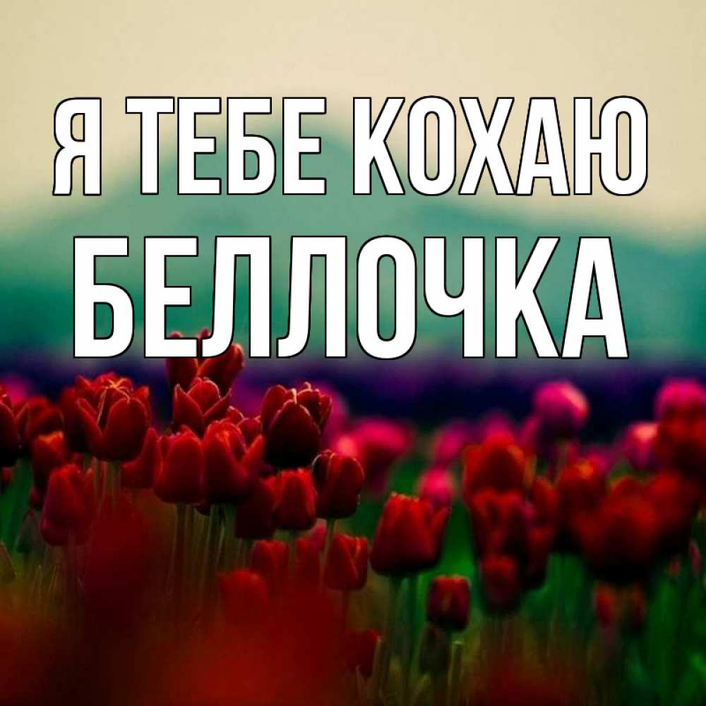 Открытка на каждый день з підписом, Беллочка Я тебе кохаю тюльпаны 4 Прикольна листівка з побажанням онлайн скачати безкоштовно 