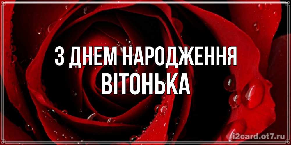 Открытка на каждый день з підписом, Вітонька З Днем народження крупная бордовая роза Прикольна листівка з побажанням онлайн скачати безкоштовно 