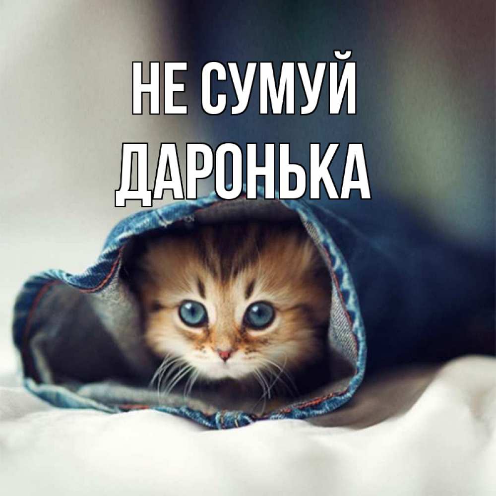Открытка на каждый день з підписом, Даронька Не сумуй кот в одежде Прикольна листівка з побажанням онлайн скачати безкоштовно 