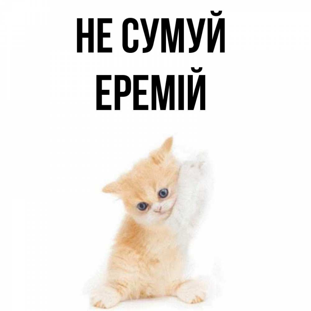 Открытка на каждый день з підписом, Еремій Не сумуй просящий кот Прикольна листівка з побажанням онлайн скачати безкоштовно 