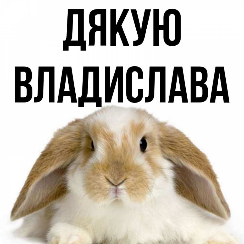 Открытка на каждый день з підписом, Владислава Дякую коричнево белый заяц Прикольна листівка з побажанням онлайн скачати безкоштовно 