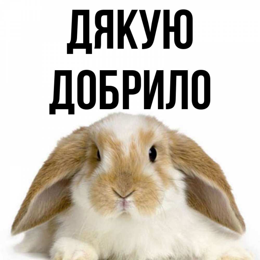 Открытка на каждый день з підписом, Добрило Дякую коричнево белый заяц Прикольна листівка з побажанням онлайн скачати безкоштовно 