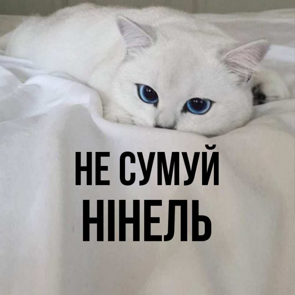 Открытка на каждый день з підписом, Нінель Не сумуй Голубоглазая кошка Прикольна листівка з побажанням онлайн скачати безкоштовно 