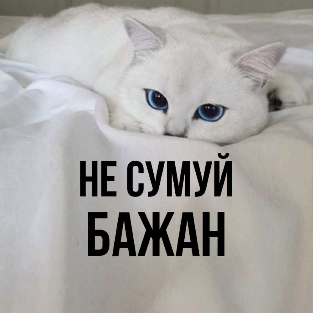 Открытка на каждый день з підписом, Бажан Не сумуй Голубоглазая кошка Прикольна листівка з побажанням онлайн скачати безкоштовно 