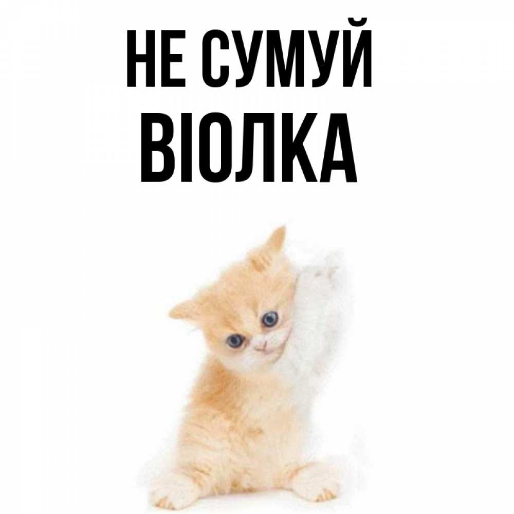 Открытка на каждый день з підписом, Віолка Не сумуй просящий кот Прикольна листівка з побажанням онлайн скачати безкоштовно 