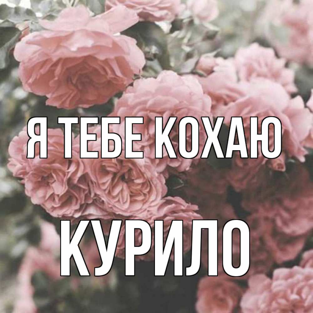 Открытка на каждый день з підписом, Курило Я тебе кохаю розы 3 Прикольна листівка з побажанням онлайн скачати безкоштовно 
