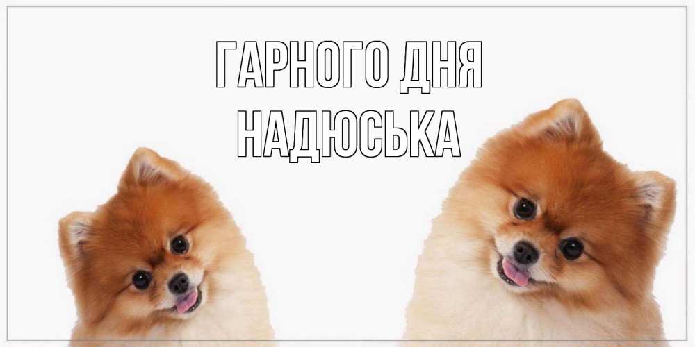 Открытка на каждый день з підписом, Надюська Гарного дня собачки желают прекрасного дня Прикольна листівка з побажанням онлайн скачати безкоштовно 