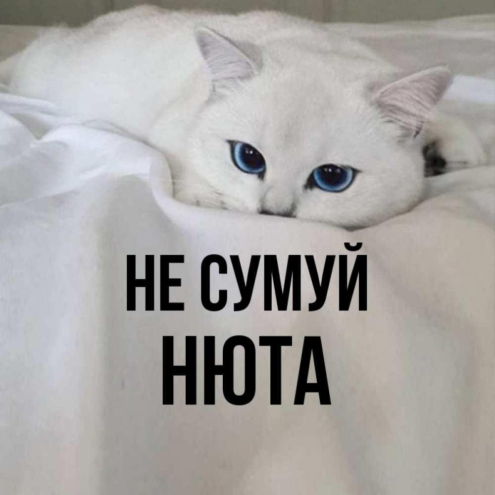 Открытка на каждый день з підписом, Нюта Не сумуй Голубоглазая кошка Прикольна листівка з побажанням онлайн скачати безкоштовно 