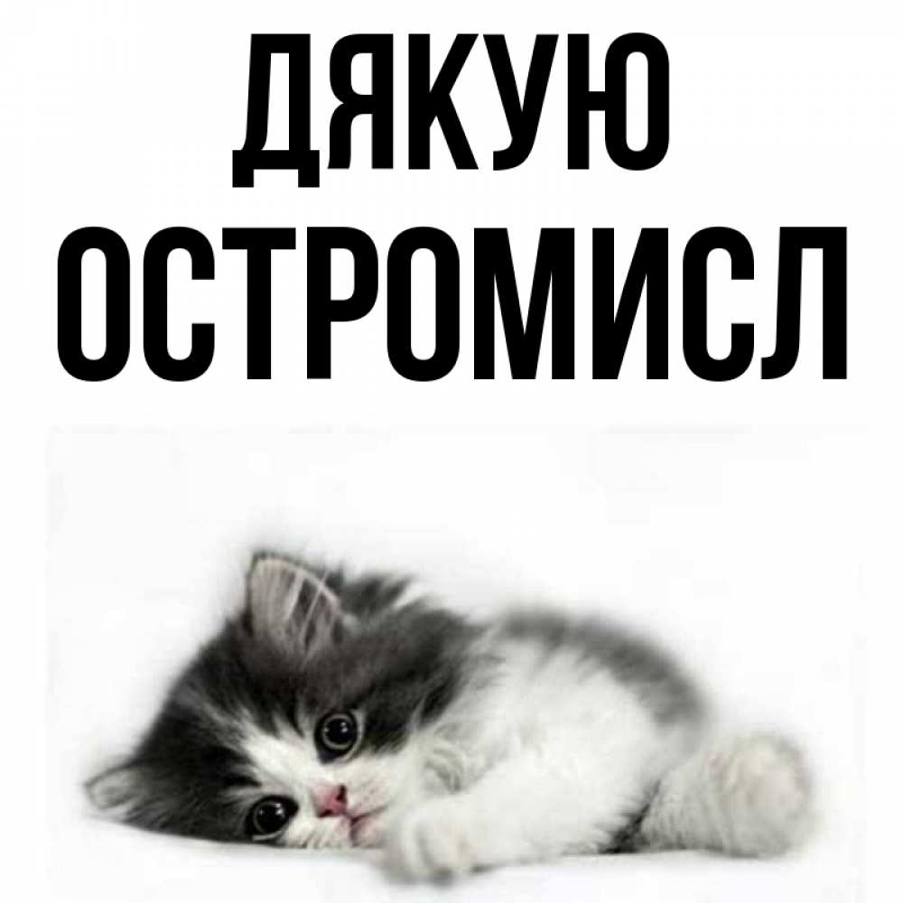 Открытка на каждый день з підписом, Остромисл Дякую черный и белый кот Прикольна листівка з побажанням онлайн скачати безкоштовно 