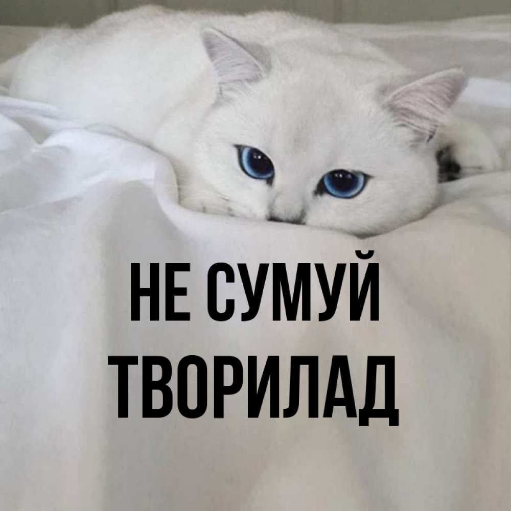 Открытка на каждый день з підписом, Творилад Не сумуй Голубоглазая кошка Прикольна листівка з побажанням онлайн скачати безкоштовно 