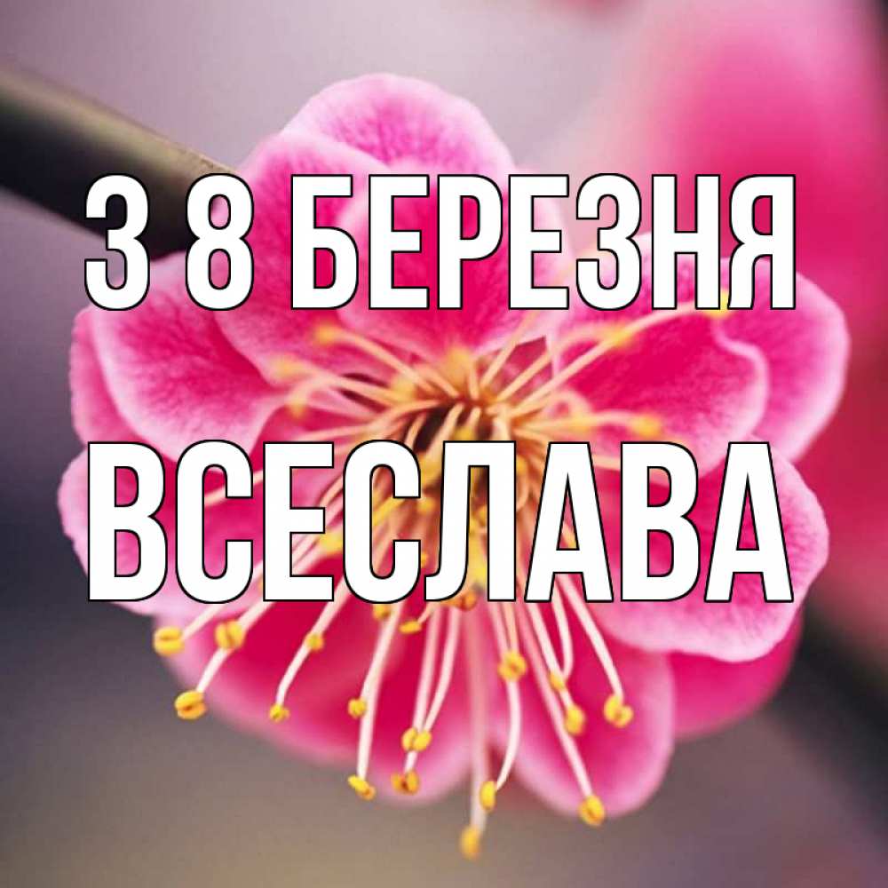 Открытка на каждый день з підписом, Всеслава З 8 БЕРЕЗНЯ цветы Прикольна листівка з побажанням онлайн скачати безкоштовно 