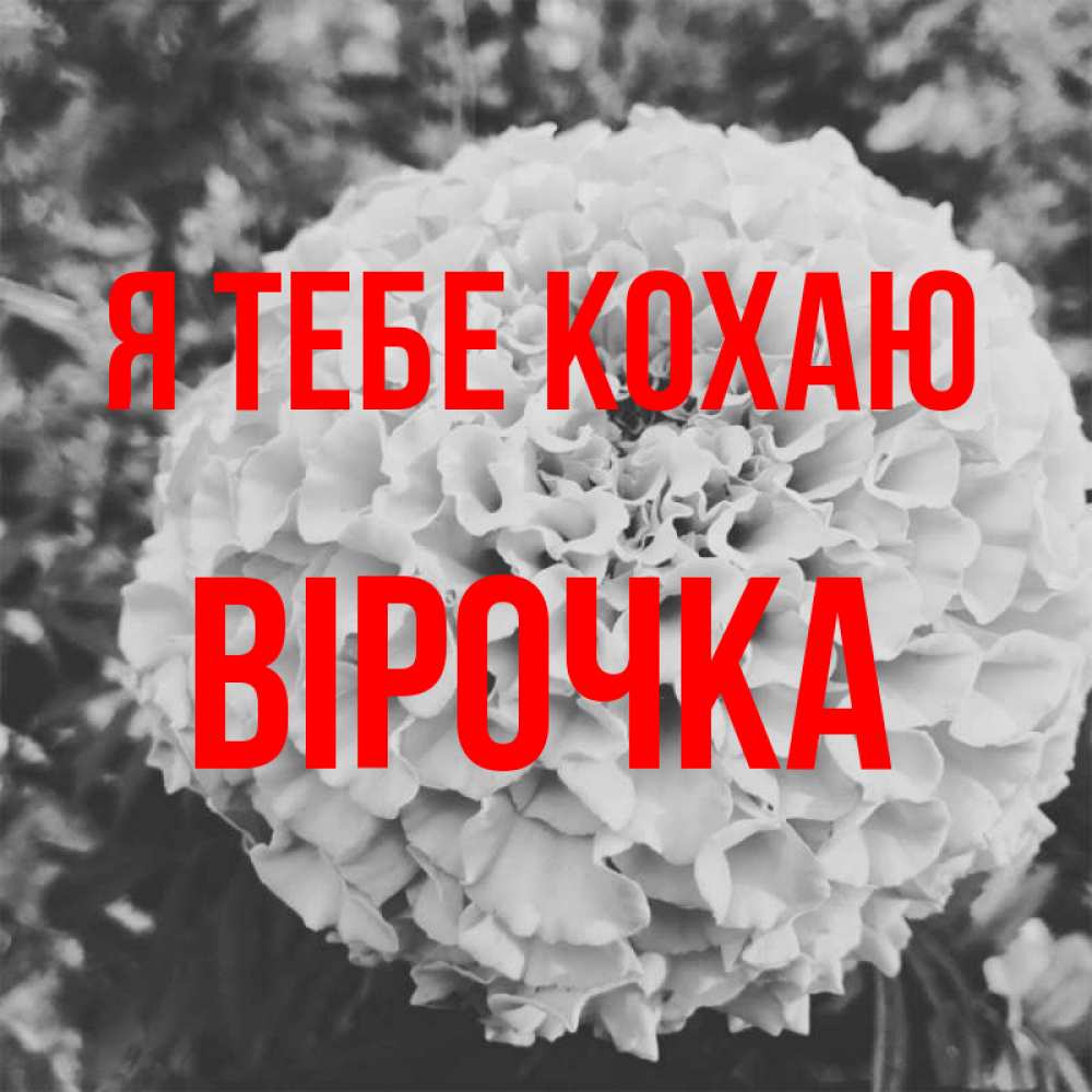 Открытка на каждый день з підписом, Вірочка Я тебе кохаю подпись Прикольна листівка з побажанням онлайн скачати безкоштовно 