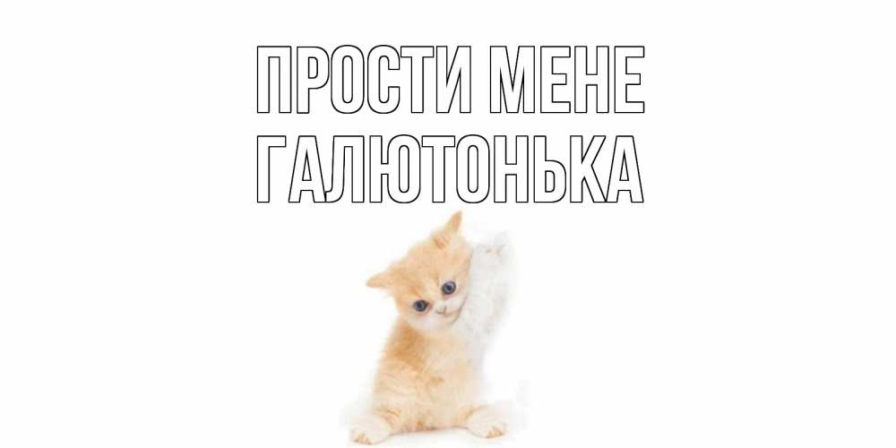 Открытка на каждый день з підписом, Галютонька Прости мене кот Прикольна листівка з побажанням онлайн скачати безкоштовно 