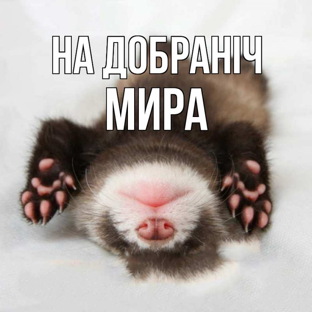 Открытка на каждый день з підписом, Мира На добраніч зверек Прикольна листівка з побажанням онлайн скачати безкоштовно 