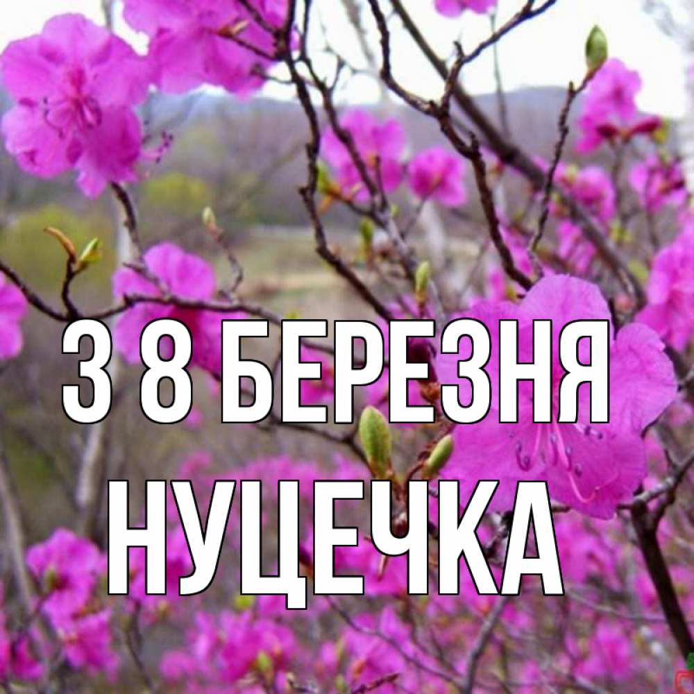 Открытка на каждый день з підписом, Нуцечка З 8 БЕРЕЗНЯ международный женский день Прикольна листівка з побажанням онлайн скачати безкоштовно 