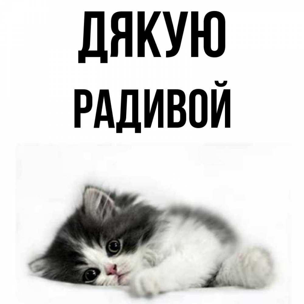 Открытка на каждый день з підписом, Радивой Дякую черный и белый кот Прикольна листівка з побажанням онлайн скачати безкоштовно 