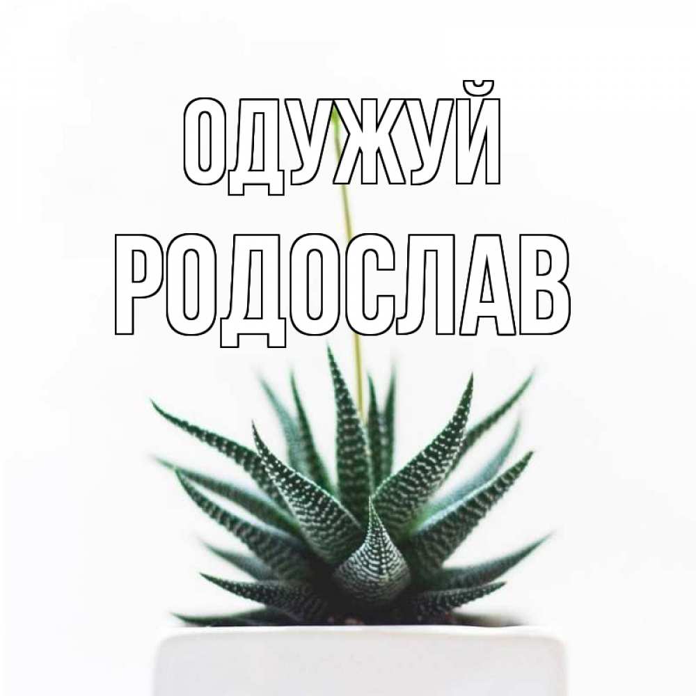 Открытка на каждый день з підписом, Родослав Одужуй короче это непонятная колючка Прикольна листівка з побажанням онлайн скачати безкоштовно 