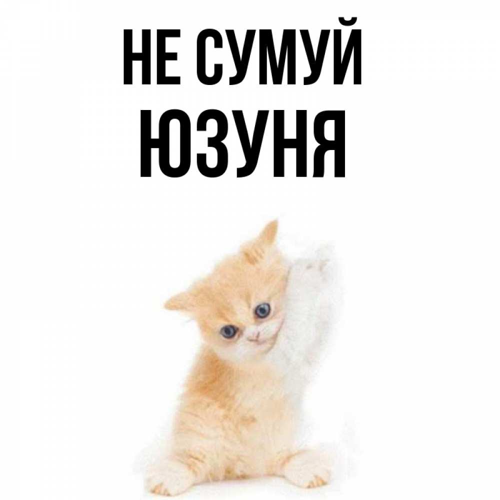 Открытка на каждый день з підписом, Юзуня Не сумуй просящий кот Прикольна листівка з побажанням онлайн скачати безкоштовно 
