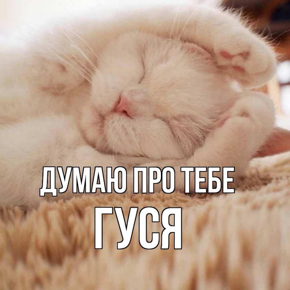 Открытка на каждый день з підписом, Гуся Думаю про тебе для любимой девушки милота Прикольна листівка з побажанням онлайн скачати безкоштовно 