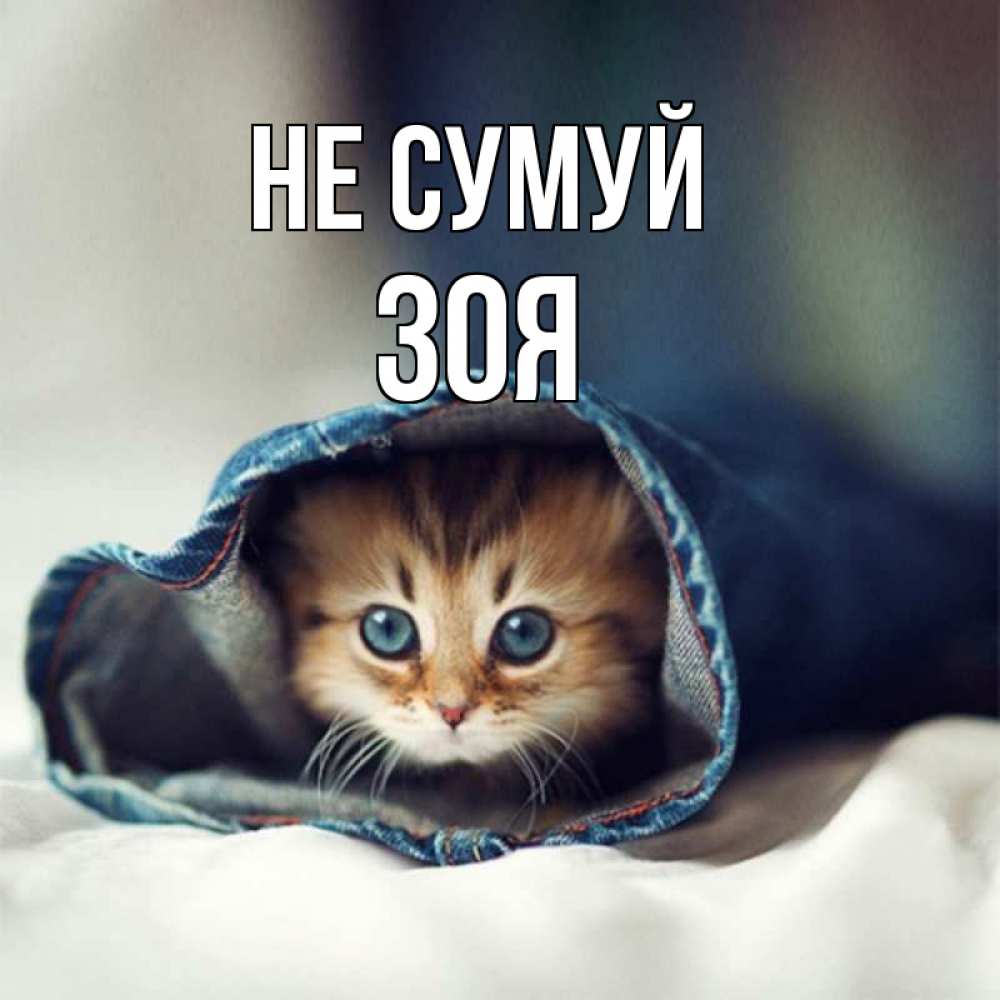 Открытка на каждый день з підписом, Зоя Не сумуй рыжик котик Прикольна листівка з побажанням онлайн скачати безкоштовно 