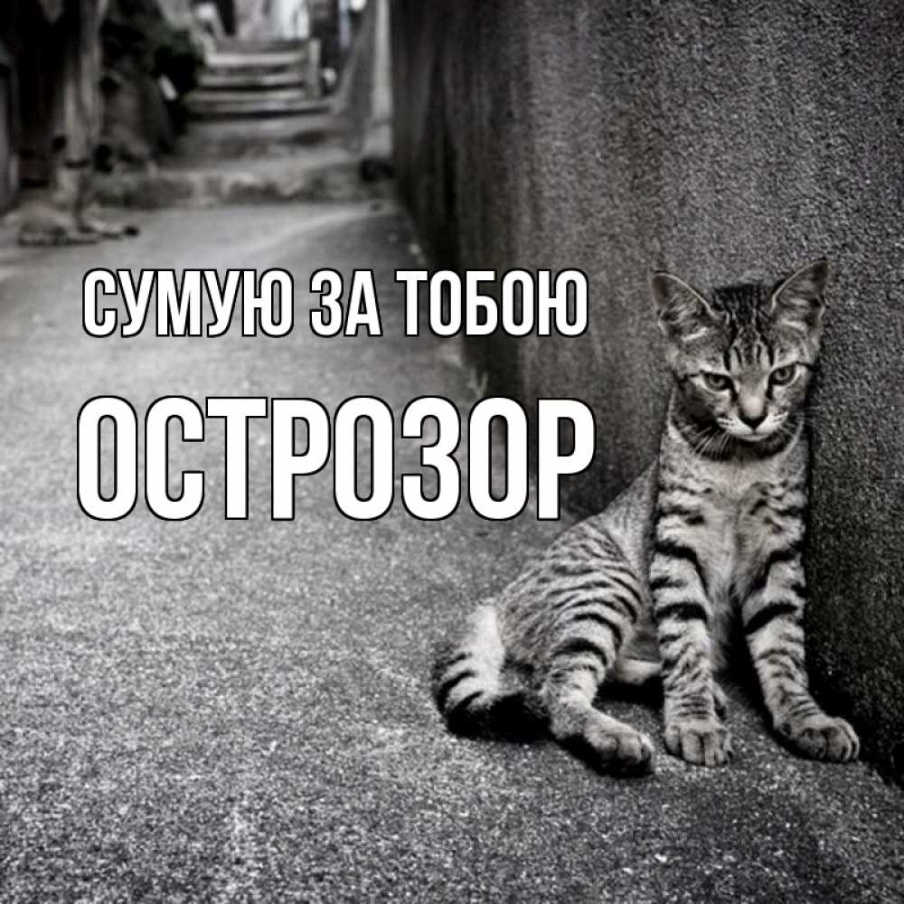 Открытка на каждый день з підписом, Острозор Сумую за тобою одиноко котику Прикольна листівка з побажанням онлайн скачати безкоштовно 
