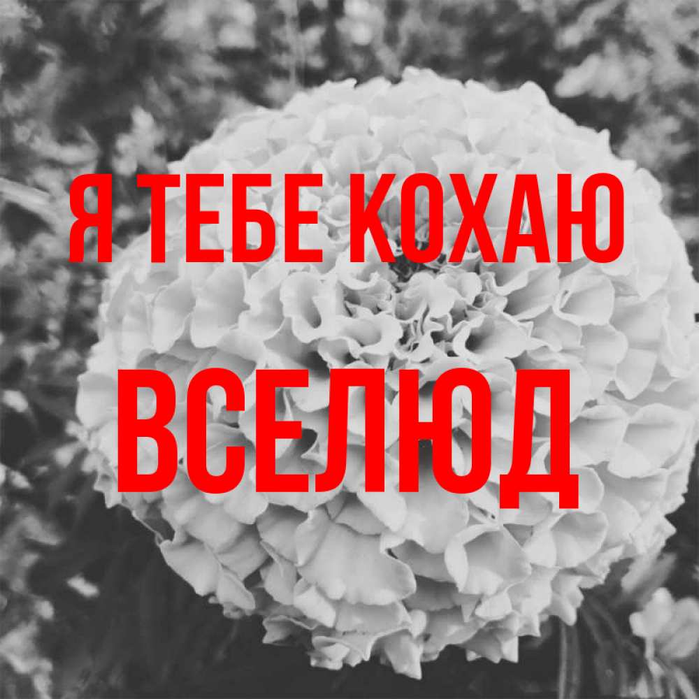 Открытка на каждый день з підписом, Вселюд Я тебе кохаю подпись Прикольна листівка з побажанням онлайн скачати безкоштовно 
