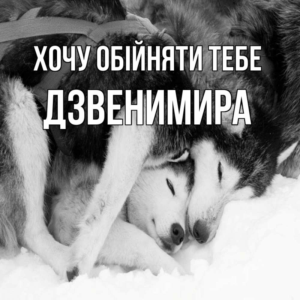 Открытка на каждый день з підписом, Дзвенимира Хочу обійняти тебе собачки в упряжке Прикольна листівка з побажанням онлайн скачати безкоштовно 