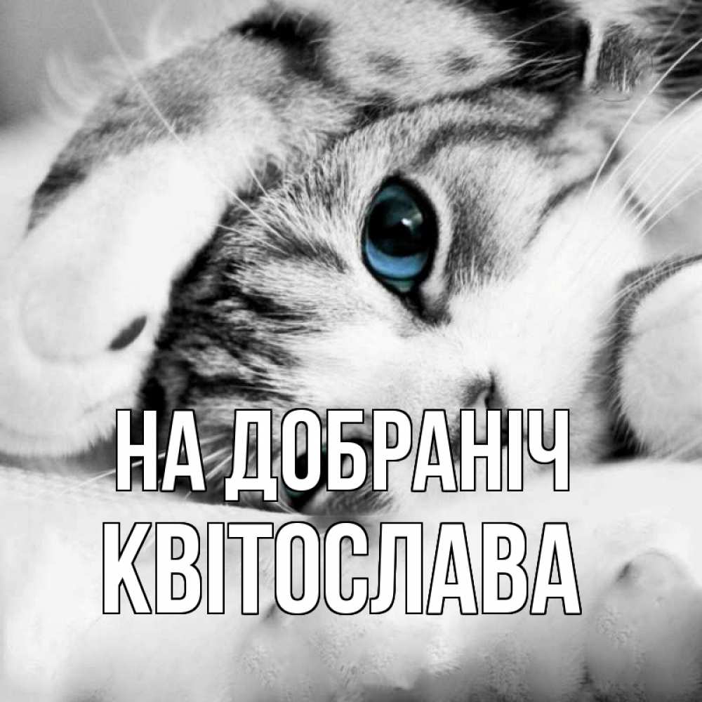 Открытка на каждый день з підписом, Квітослава На добраніч кот устал Прикольна листівка з побажанням онлайн скачати безкоштовно 