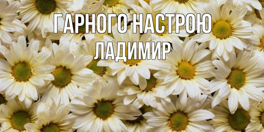 Открытка на каждый день з підписом, Ладимир Гарного настрою крупные ромашки Прикольна листівка з побажанням онлайн скачати безкоштовно 