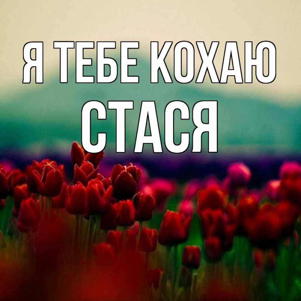 Открытка на каждый день з підписом, Стася Я тебе кохаю тюльпаны 4 Прикольна листівка з побажанням онлайн скачати безкоштовно 