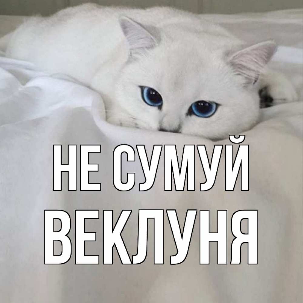 Открытка на каждый день з підписом, Веклуня Не сумуй белый кот с голубыми глазами на белоснежной кровати Прикольна листівка з побажанням онлайн скачати безкоштовно 