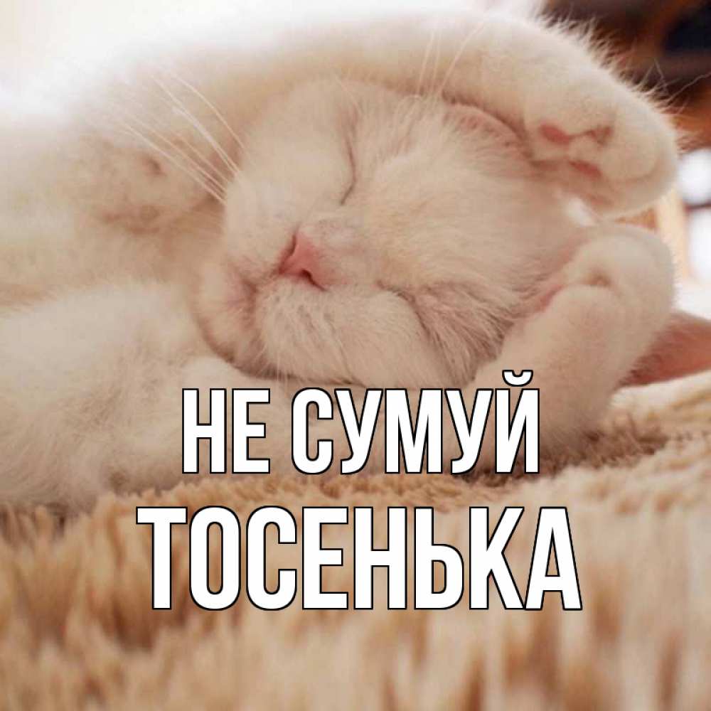 Открытка на каждый день з підписом, Тосенька Не сумуй белый кот Прикольна листівка з побажанням онлайн скачати безкоштовно 