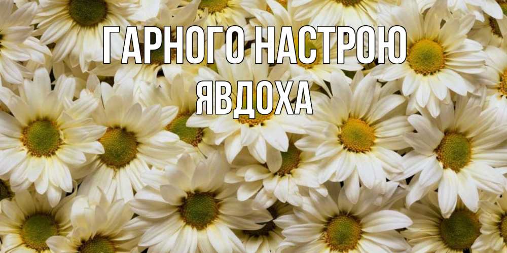 Открытка на каждый день з підписом, Явдоха Гарного настрою крупные ромашки Прикольна листівка з побажанням онлайн скачати безкоштовно 