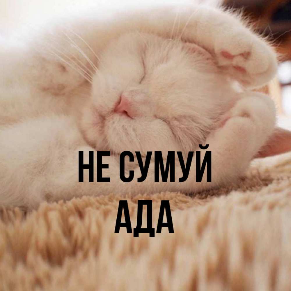 Открытка на каждый день з підписом, Ада Не сумуй Котенок спит Прикольна листівка з побажанням онлайн скачати безкоштовно 
