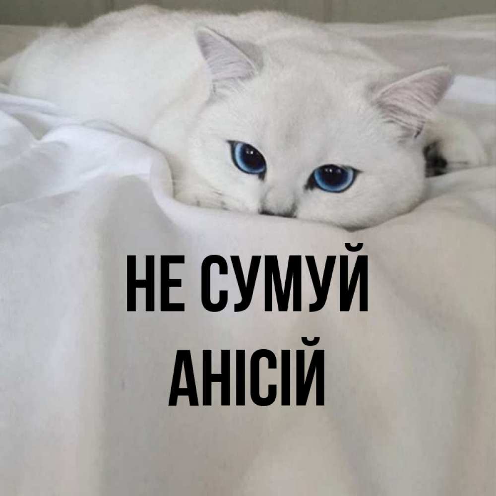 Открытка на каждый день з підписом, Анісій Не сумуй Голубоглазая кошка Прикольна листівка з побажанням онлайн скачати безкоштовно 