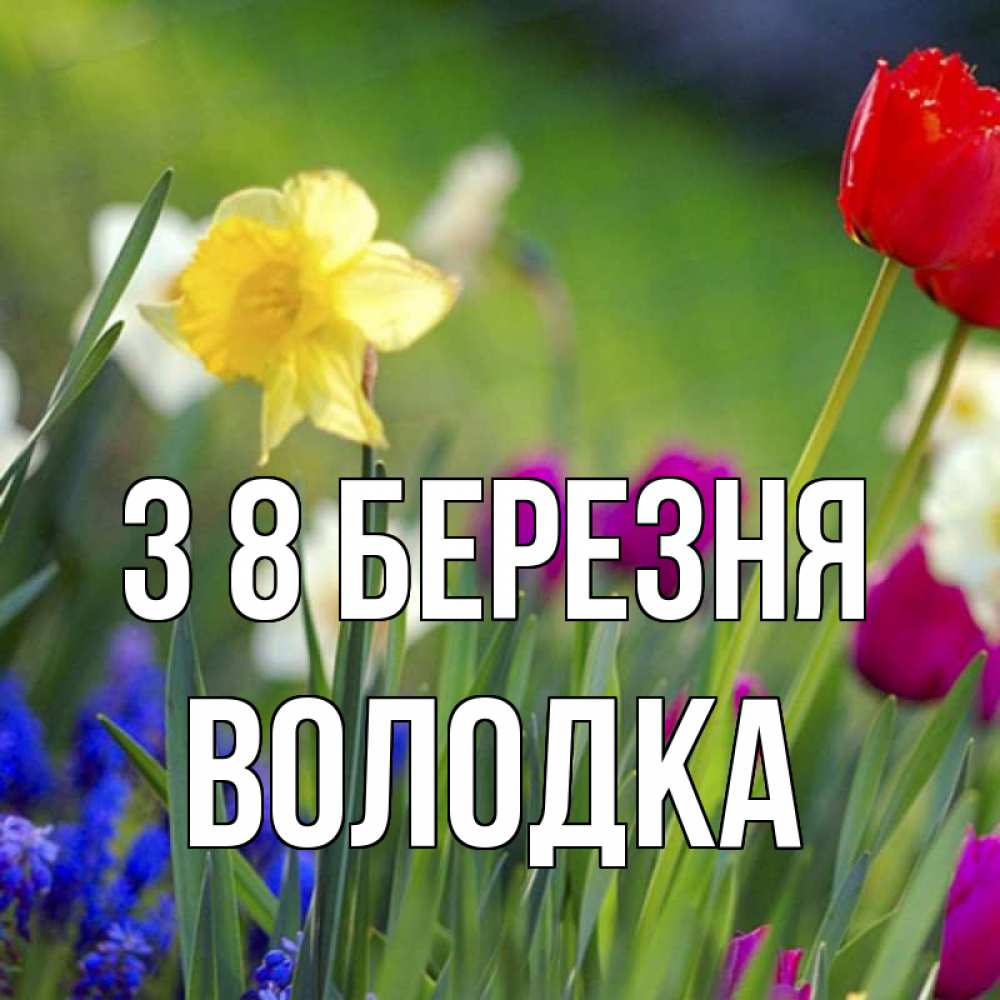 Открытка на каждый день з підписом, Володка З 8 БЕРЕЗНЯ международный женский день 3 Прикольна листівка з побажанням онлайн скачати безкоштовно 