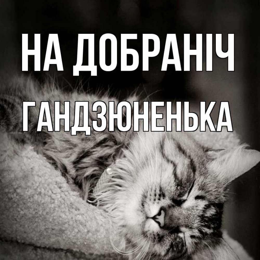 Открытка на каждый день з підписом, Гандзюненька На добраніч котярик пушистый Прикольна листівка з побажанням онлайн скачати безкоштовно 