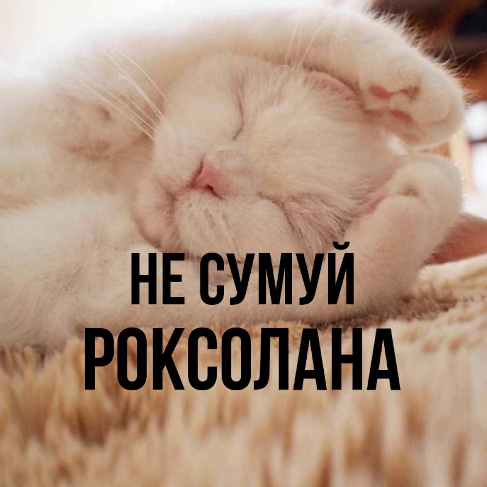 Открытка на каждый день з підписом, Роксолана Не сумуй Котенок спит Прикольна листівка з побажанням онлайн скачати безкоштовно 