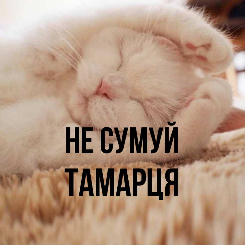 Открытка на каждый день з підписом, Тамарця Не сумуй Котенок спит Прикольна листівка з побажанням онлайн скачати безкоштовно 