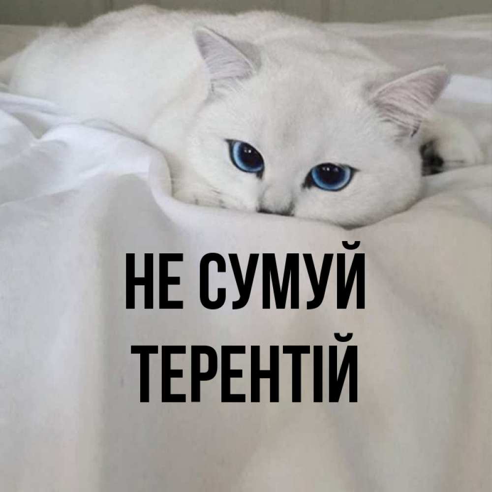 Открытка на каждый день з підписом, Терентій Не сумуй Голубоглазая кошка Прикольна листівка з побажанням онлайн скачати безкоштовно 