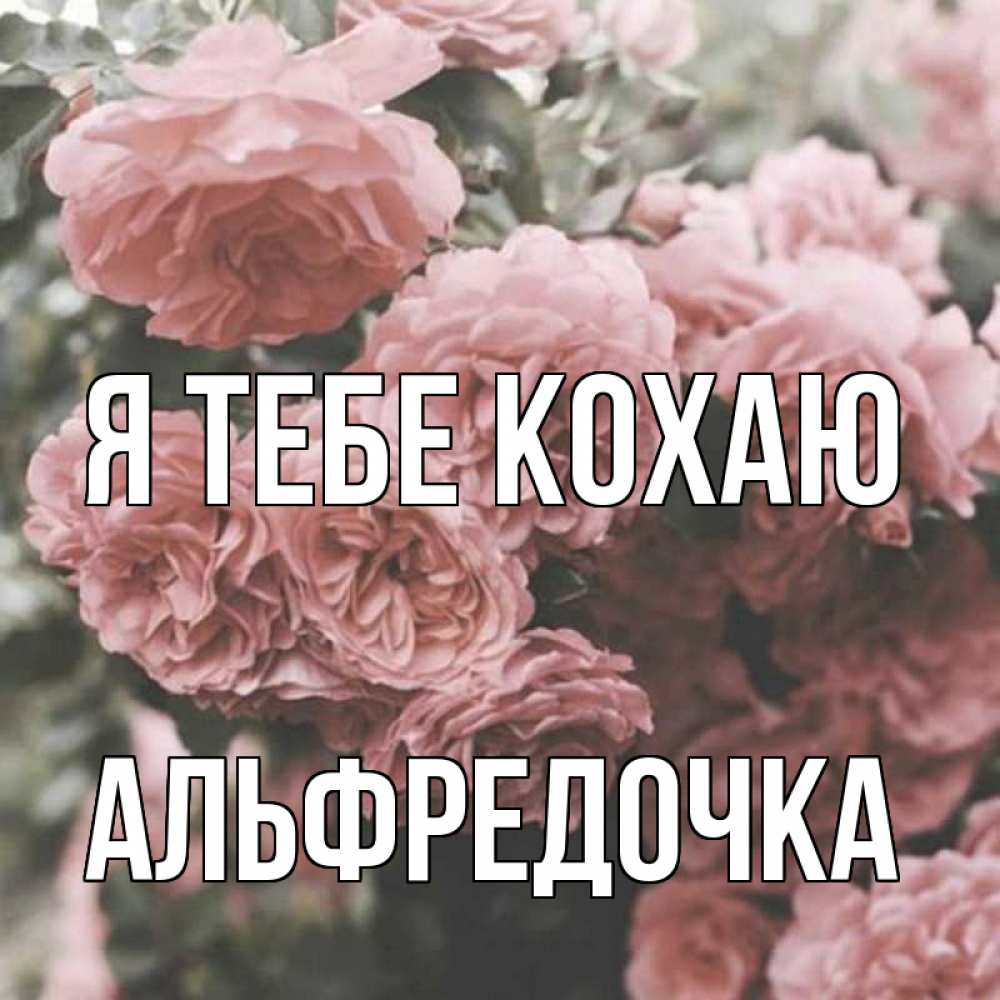 Открытка на каждый день з підписом, Альфредочка Я тебе кохаю розы 3 Прикольна листівка з побажанням онлайн скачати безкоштовно 