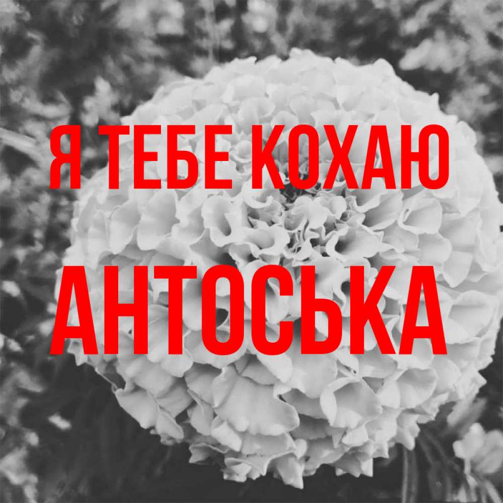 Открытка на каждый день з підписом, Антоська Я тебе кохаю подпись Прикольна листівка з побажанням онлайн скачати безкоштовно 