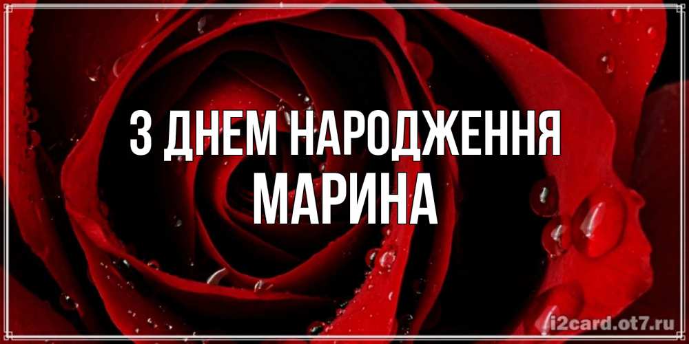 Открытка на каждый день з підписом, Марина З Днем народження крупная бордовая роза Прикольна листівка з побажанням онлайн скачати безкоштовно 