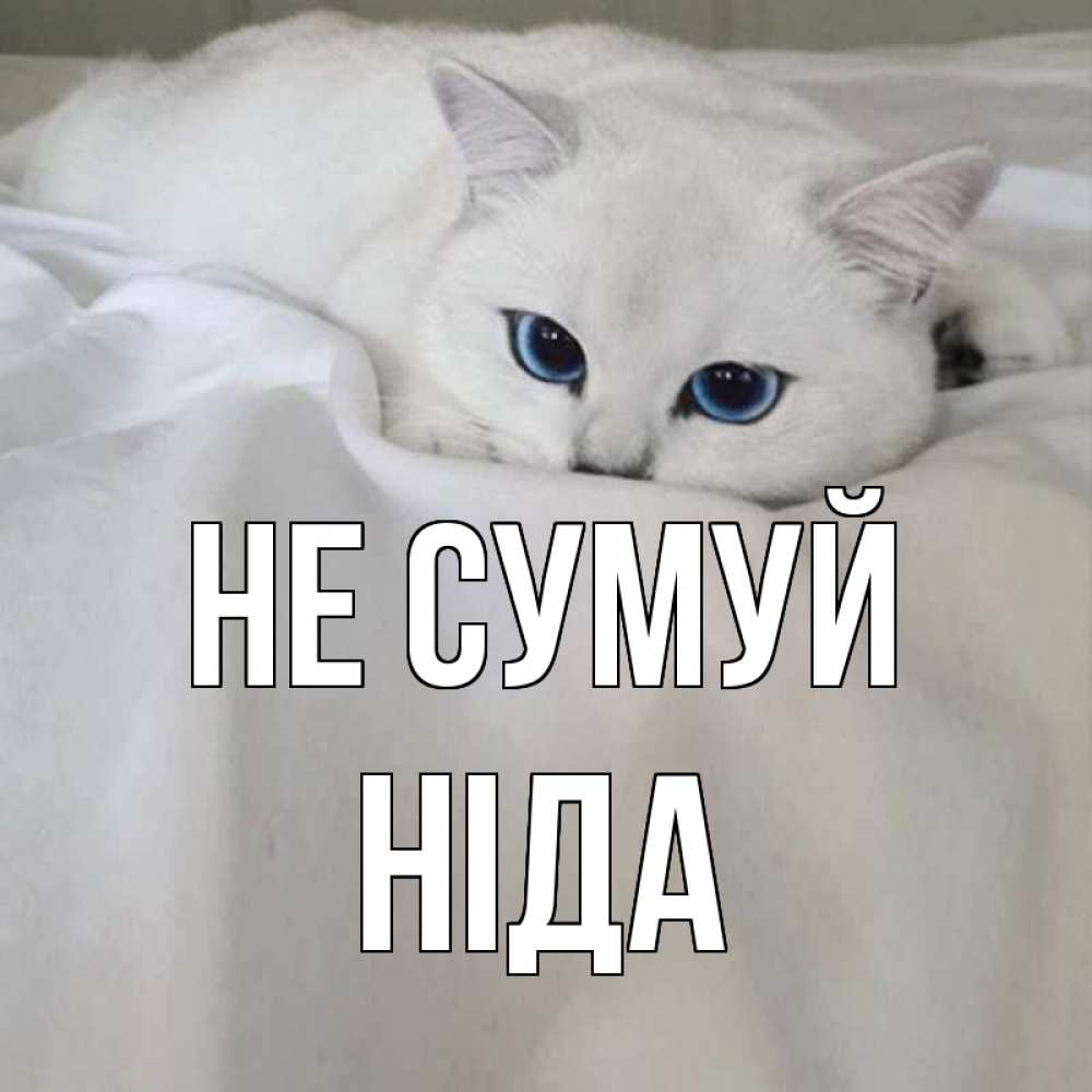 Открытка на каждый день з підписом, Ніда Не сумуй белый кот с голубыми глазами на белоснежной кровати Прикольна листівка з побажанням онлайн скачати безкоштовно 