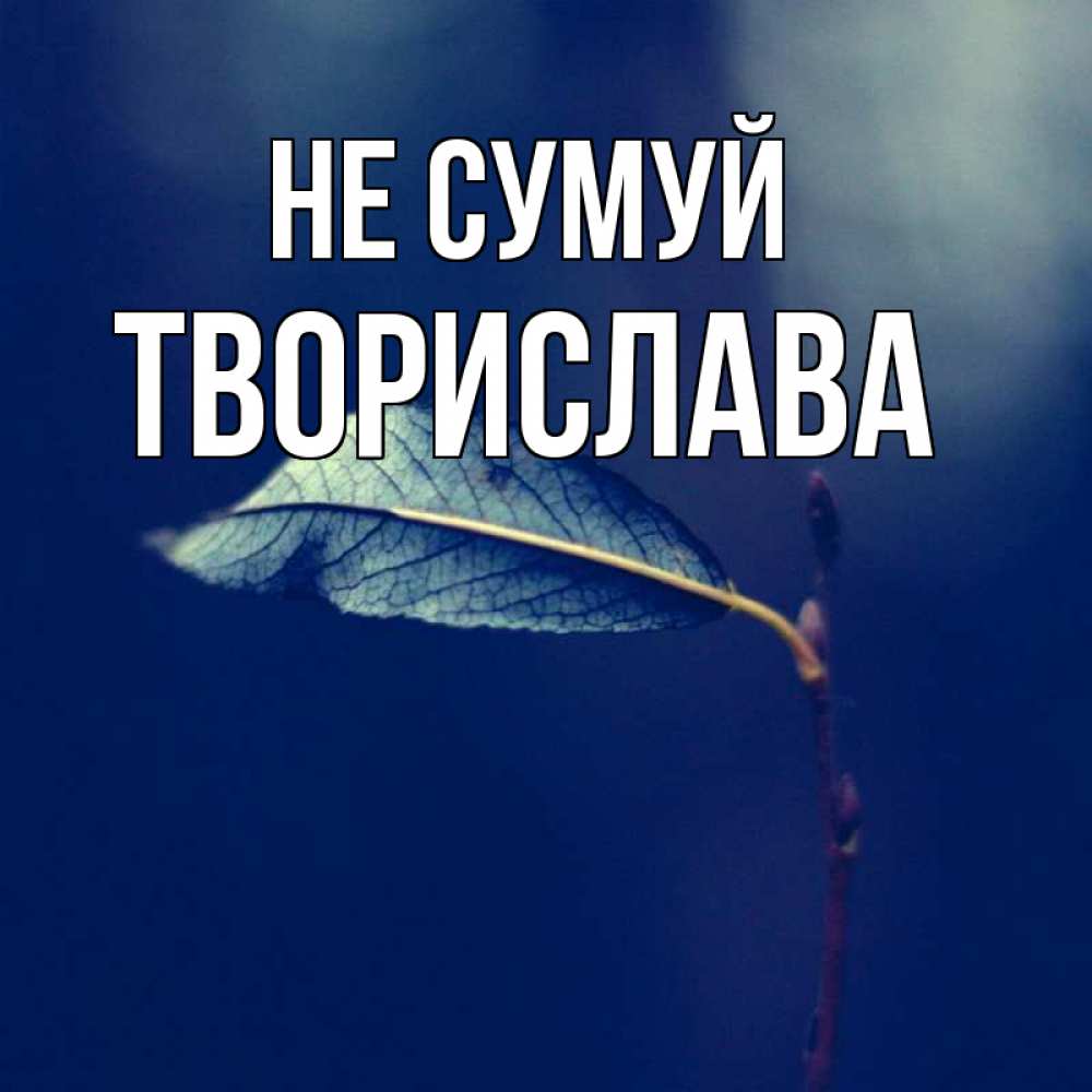 Открытка на каждый день з підписом, Творислава Не сумуй растение Прикольна листівка з побажанням онлайн скачати безкоштовно 