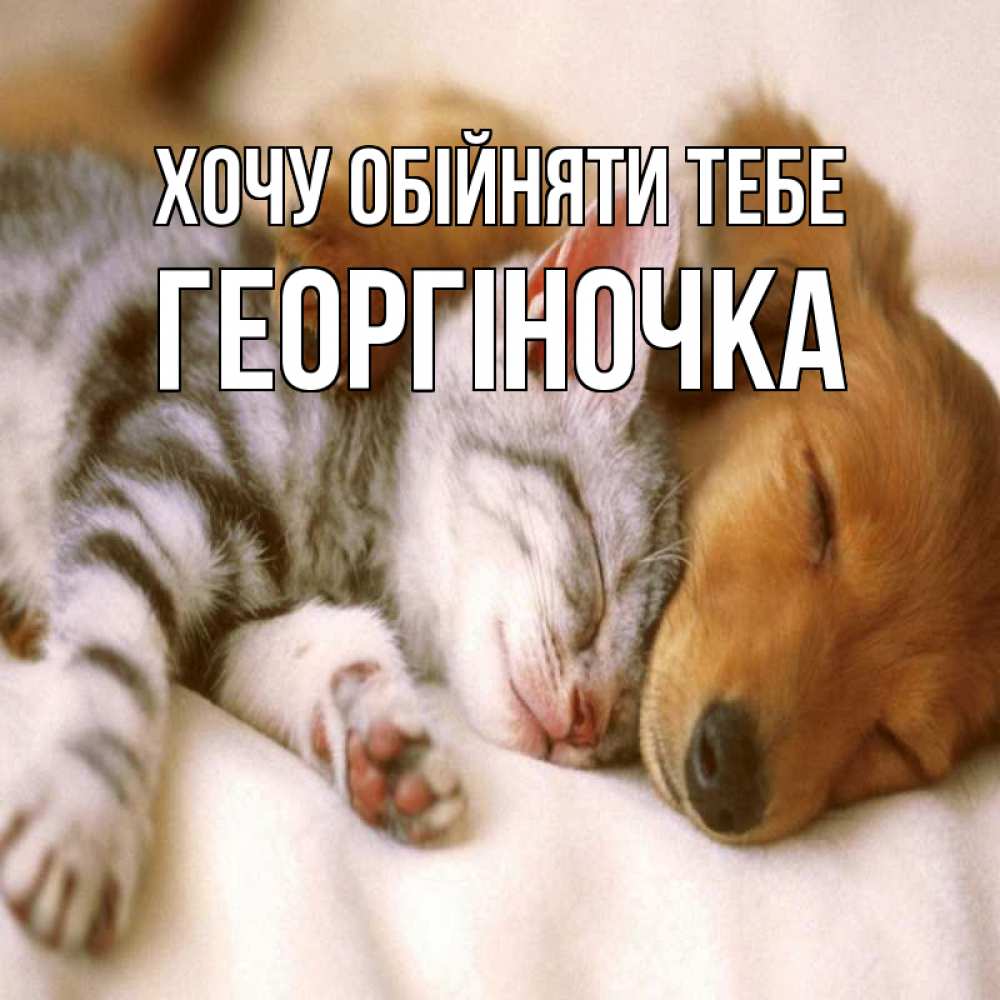 Открытка на каждый день з підписом, Георгіночка Хочу обійняти тебе пес и котенок Прикольна листівка з побажанням онлайн скачати безкоштовно 