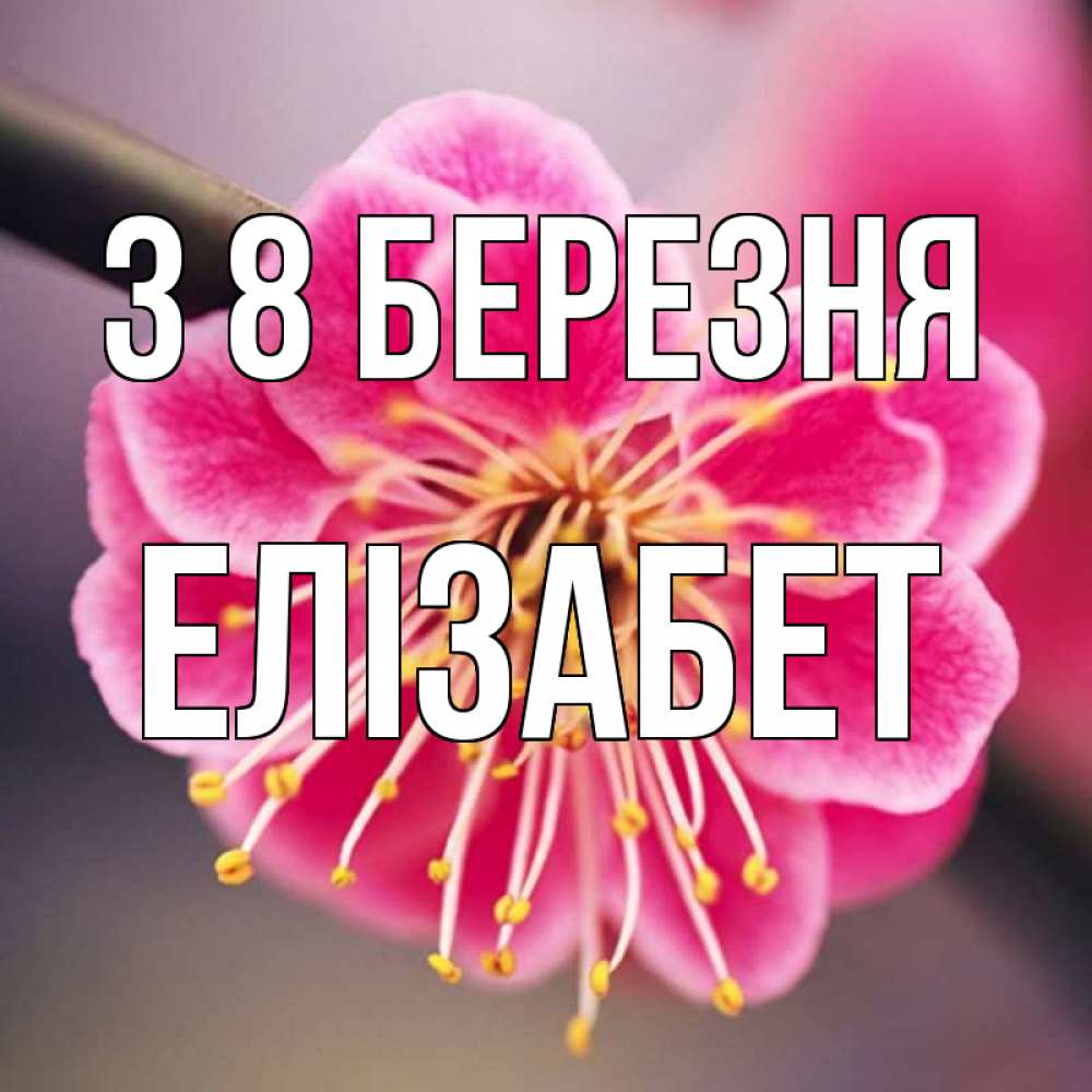 Открытка на каждый день з підписом, Елізабет З 8 БЕРЕЗНЯ цветы Прикольна листівка з побажанням онлайн скачати безкоштовно 