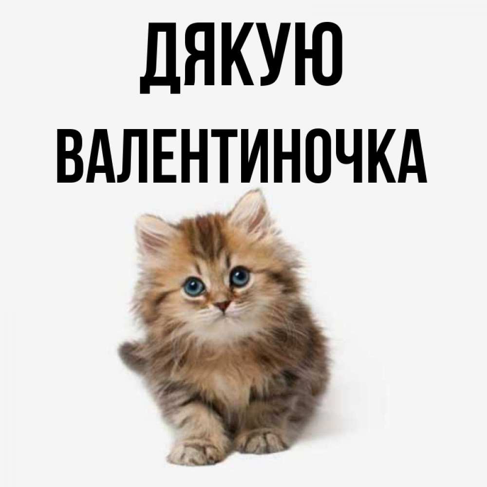 Открытка на каждый день з підписом, Валентиночка Дякую пушистый котик Прикольна листівка з побажанням онлайн скачати безкоштовно 